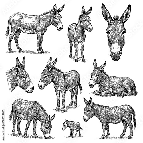 Vintage donkey sketches in multiple poses, detailed black and white engraving style