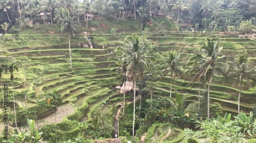 Bali Ubud - Tegalalang rice field terrace