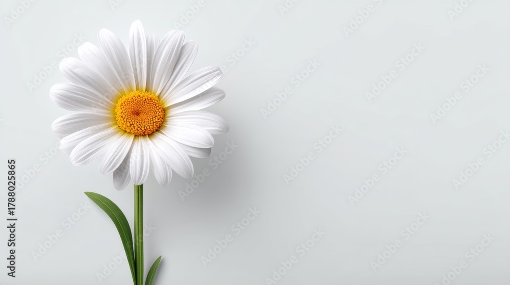 Obraz premium Single White Daisy Flower with Yellow Center on Light Background Perfect for Nature and Floral Inspired Designs and Backgrounds