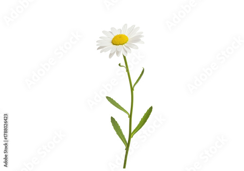 Isolated chamomile flower with stem and leaves on no background, blossom wildflower beauty