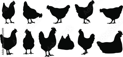 Chicken, silhouette, poultry, farm, animal, vector, black, white, bird, pose, crouch, standing, feather, shape, design, illustration, livestock, rural, domestic, agriculture