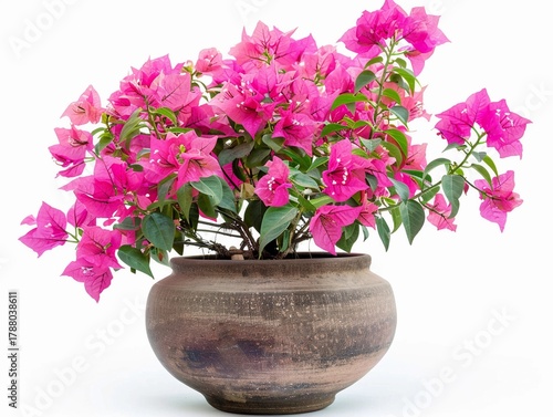 Beautiful pink bougainvillea in an earthen pot located indoors during the daytime
