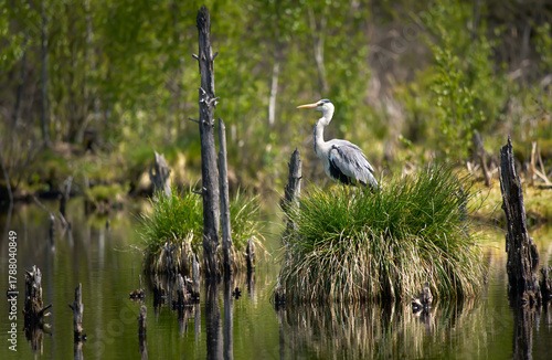 Photos Graureiher (Ardea cinerea) steht inmitten einer Moorlandschaft mit Totholz, Gras