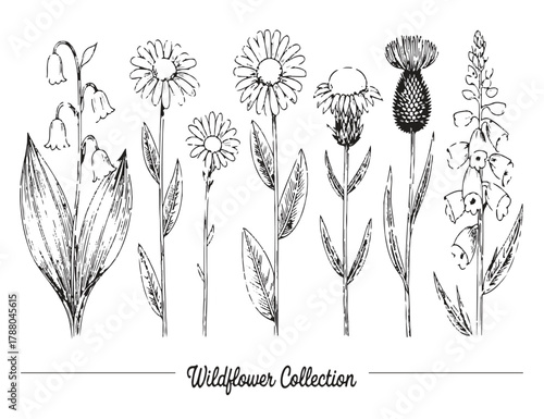 Hand Drawn Wildflower Collection Botanical Illustrations Black Ink Line Art Keywords: wildflower, collection