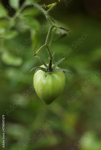 Green tomato on a branch