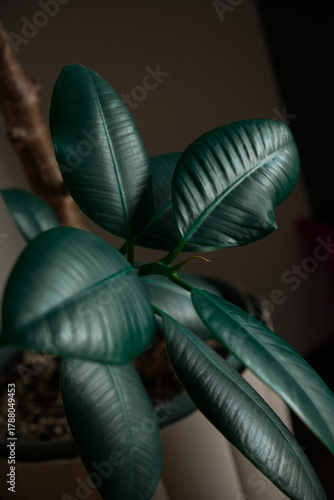 Close up of green tropical plant leaves in soft natural light