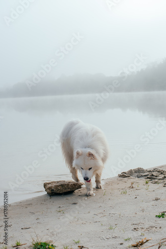 portrait of cute white samoyed dog on the lake