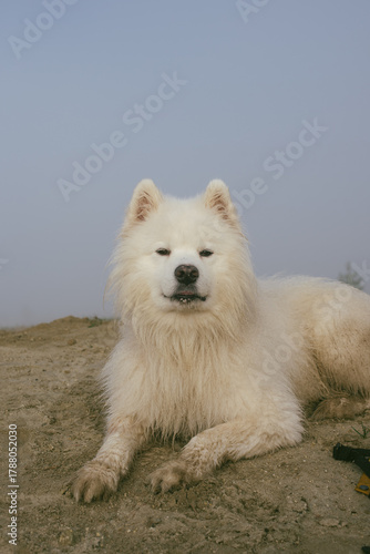 portrait of cute white samoyed dog on the lake
