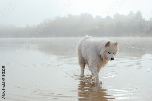 portrait of cute white samoyed dog on the lake
