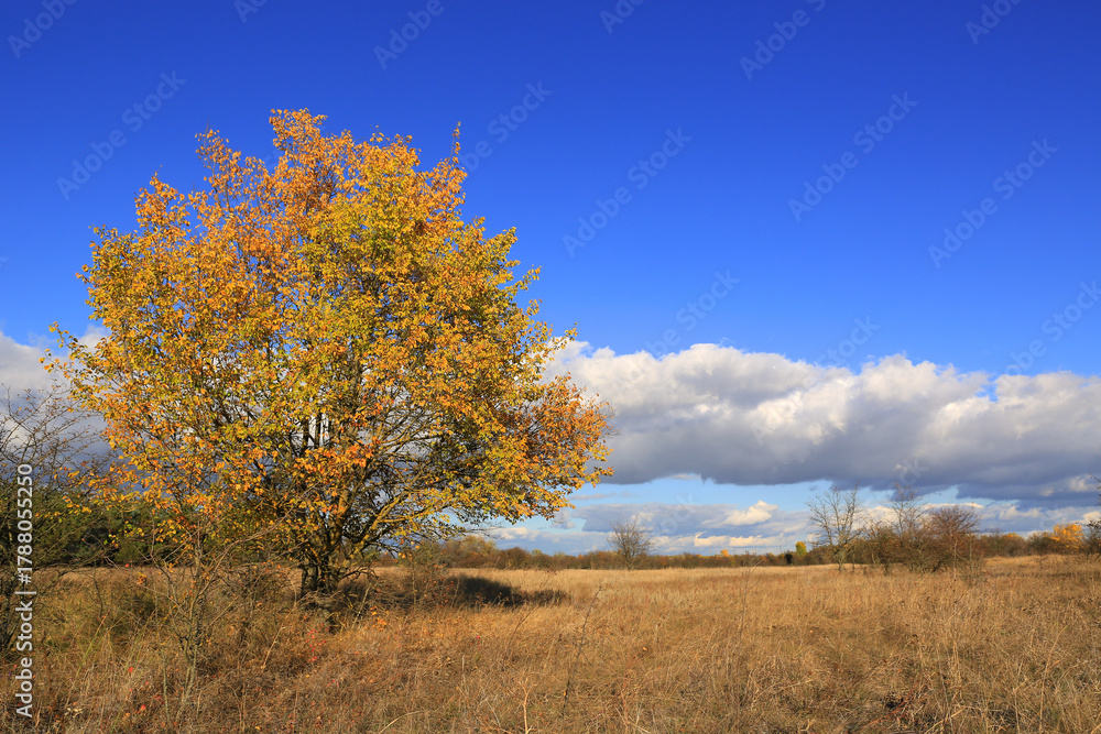 Fototapeta premium autumn tree on meadow