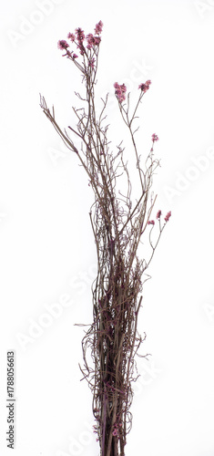 dry stems of wild flowers isolated on white background