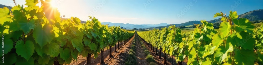 Fototapeta premium Sun-drenched rows of ripening grapes on a picturesque vineyard slope, ready for harvest The lush green vines stretch towards a clear blue sky , beautiful, rows, vineyard rows