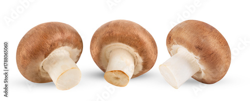 Fresh champignon mushrooms isolated on transparent png ( image from camera )