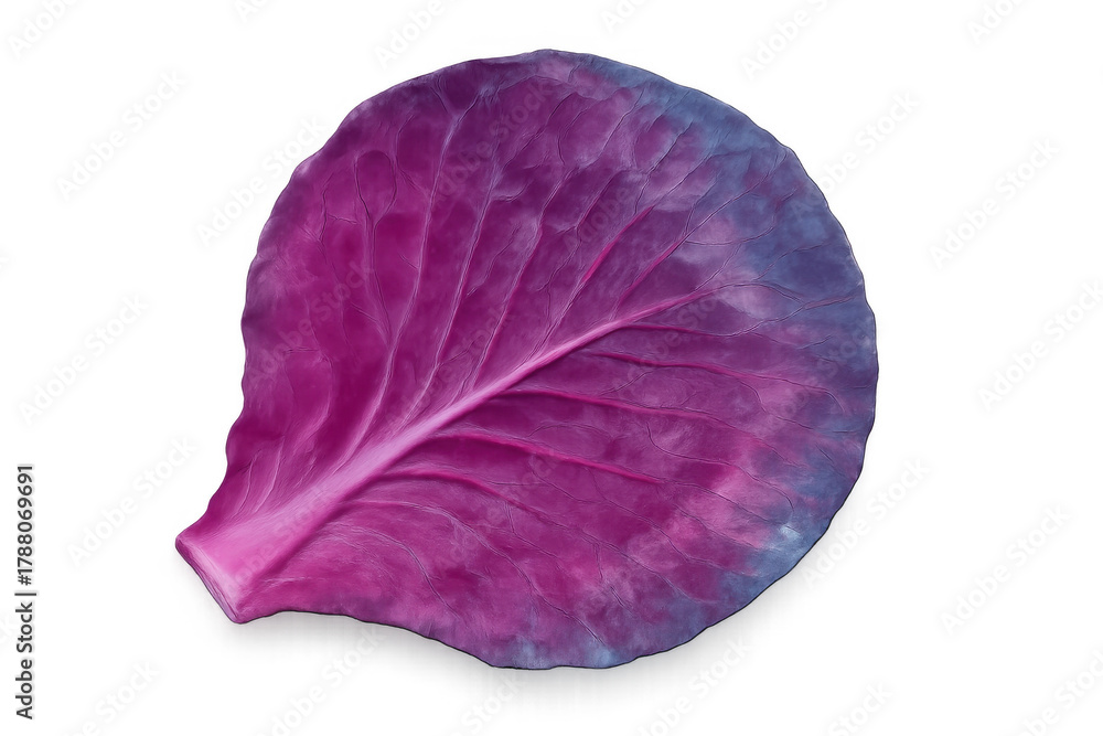 Obraz premium Purple red cabbage leaf with vibrant pink and blue hues, showing fresh organic texture, isolated on transparent background