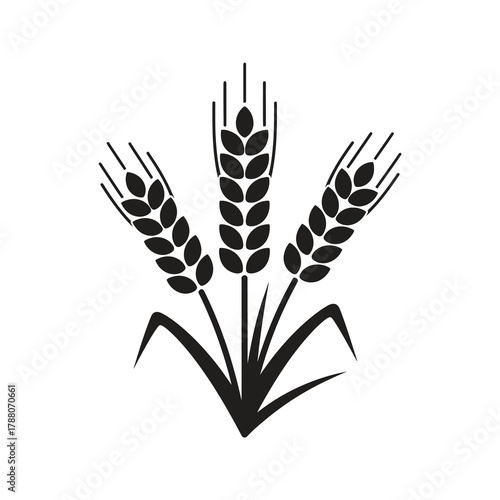 Wheat ears icon representing agriculture and a cereal grain for a farm harvest and a bakery bread food production