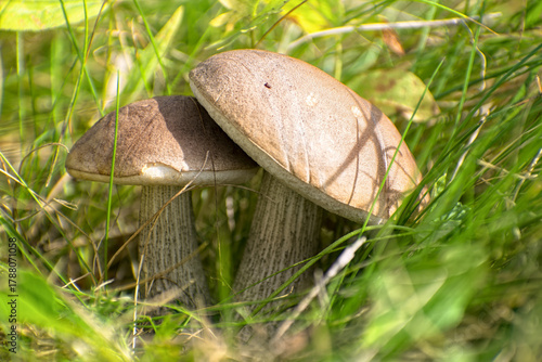 Edible Wild Birch Bolete Mushrooms (Leccinum scabrum) Growing in Grass. A macro shot capturing a pair of fresh, wild birch bolete mushrooms emerging from tall green grass and moss on the forest floor.