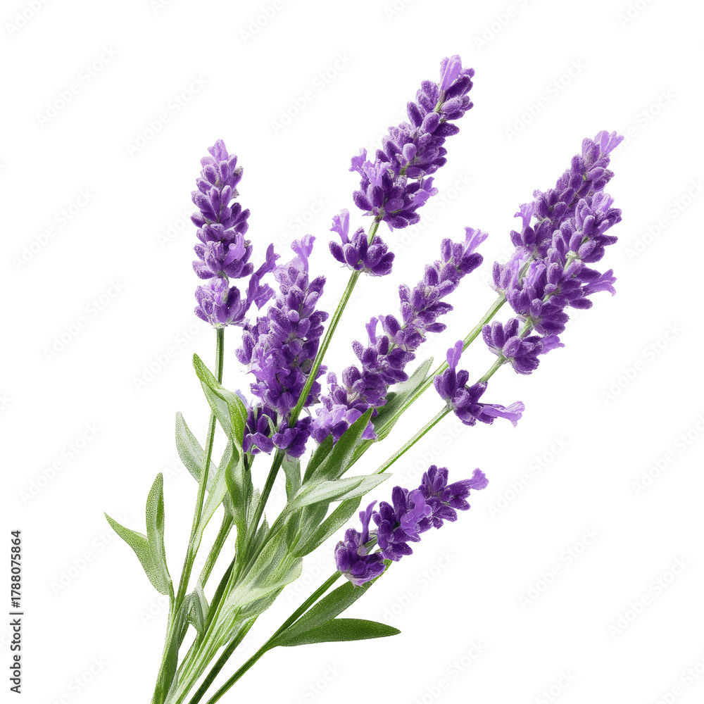Naklejka premium Lavender flower sprigs with green leaves transparent background