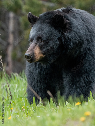 Black bear in yellowstone 