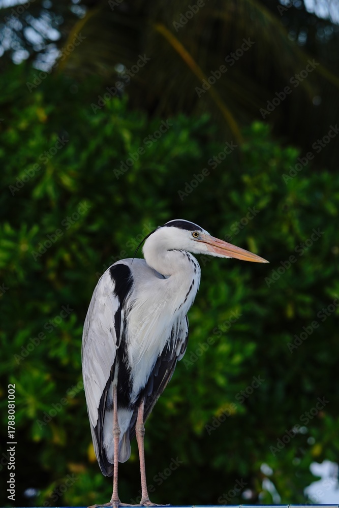 Fototapeta premium Grey Heron Standing in Front of Green Foliage on Island