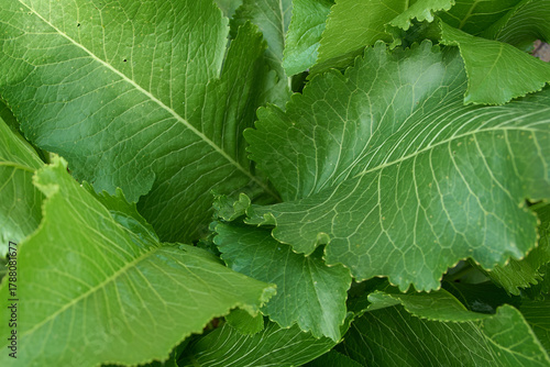 green horseradish leaves in sunlight