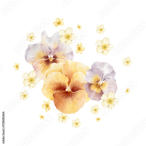 Pansy and primrose flower composition, gentle spring floral clipart on transparent background