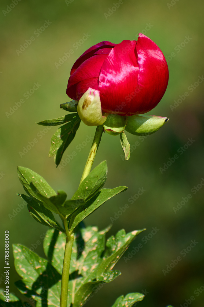 Fototapeta premium Paeonia peregrina blooming in Dobrogea