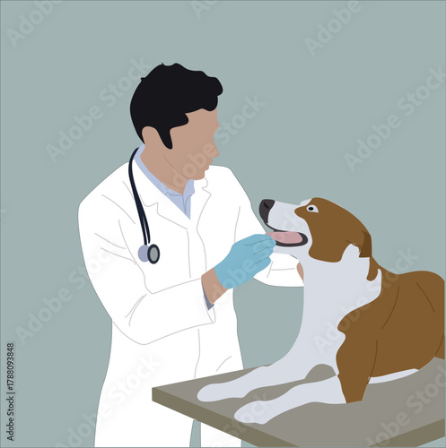 doctor examines dog. Veterinary doctor examining and cure dog.