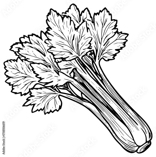 A bunch of celery with fluffy leaves