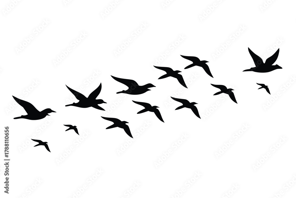 Fototapeta premium A flock of black birds is flying in formation against a transparent background