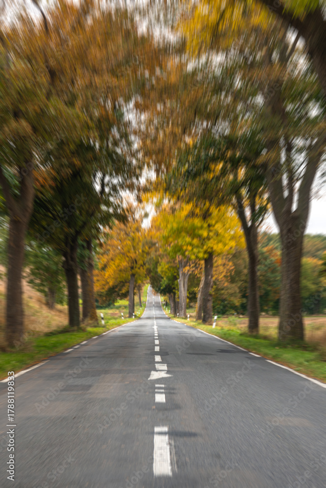 Fototapeta premium Road through a tree tunnel. Autumn move forward.