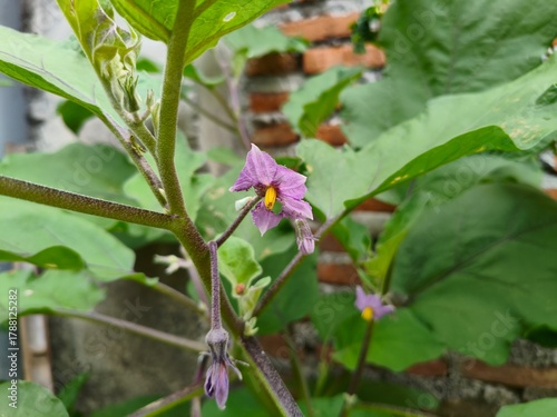 Vibrant Purple Eggplant Flower Blooming in a Garden