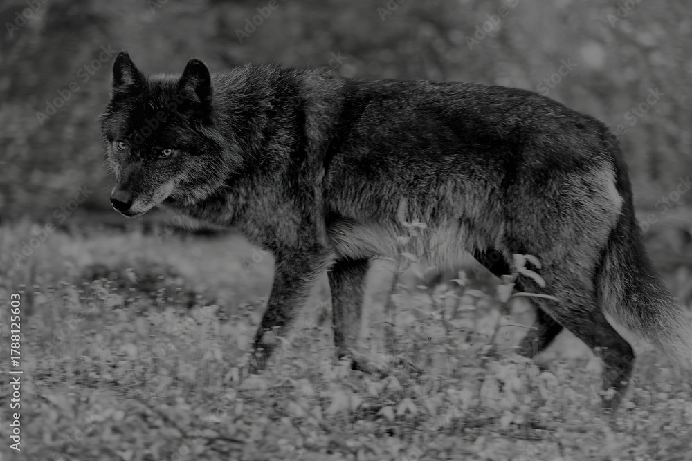Fototapeta premium Black Timber wolf walking on meadow, looking alert.