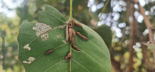 Close-up of caterpillar larvae pests feeding on a damaged plant leaf