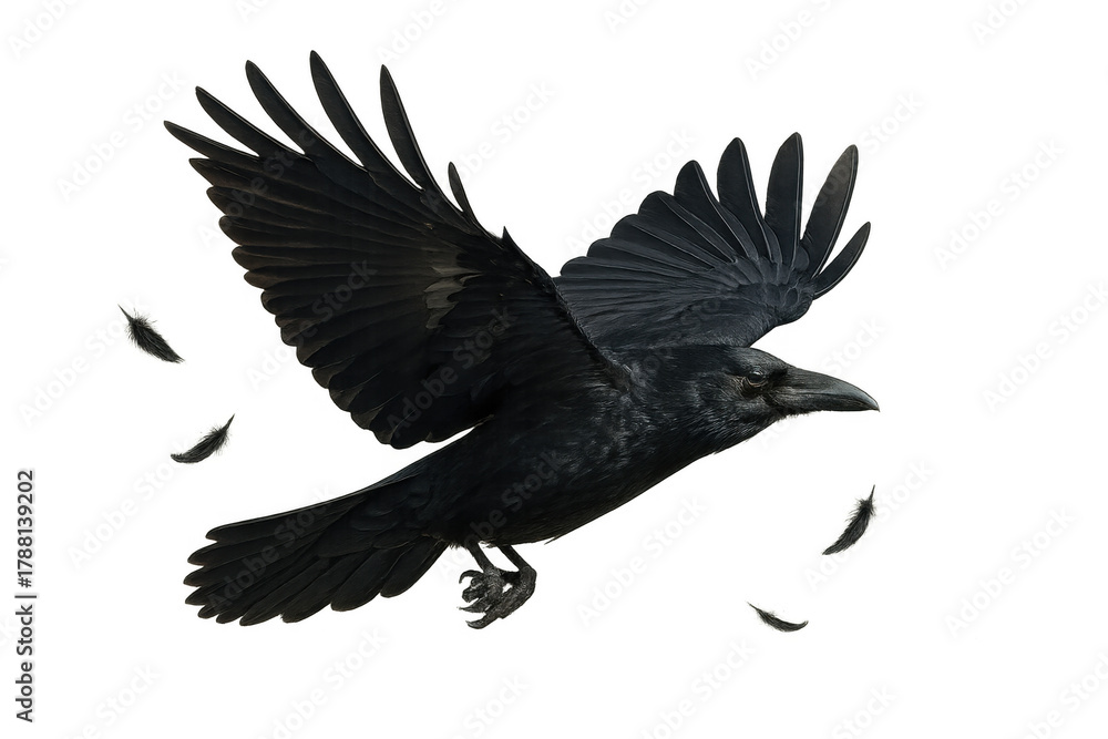 Fototapeta premium Black crow or raven flying with wings spread, isolated on transparent background, shedding feathers, dynamic movement