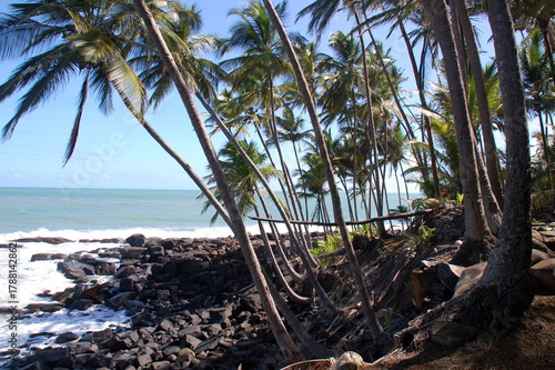 Amérique du sud, Guyane, Iles du Salut, les cocotiers de l'île Saint Joseph et les rochers noirs bordant le rivage.