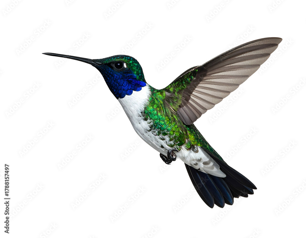 Fototapeta premium Vibrant iridescent bird in flight, wings spread, on black