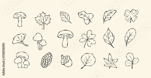 set of hand drawn leaves and mushroom