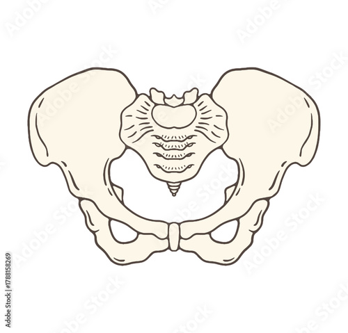 human pervic bone vector