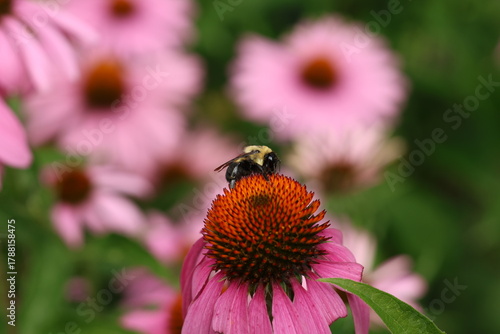 Photography A Bumblebee (Bombus impatiens) feeds on nectar atop a Purple Coneflower (Echinacea purpurea) in Toronto, Canada