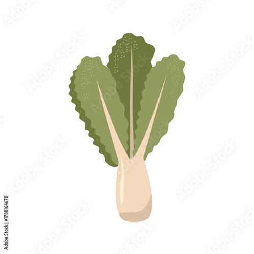 Fresh Green Bok Choy Vegetable Illustration. Lettuce illustration. Fresh Green Lettuce. Healthy Green Lettuce Leaves.