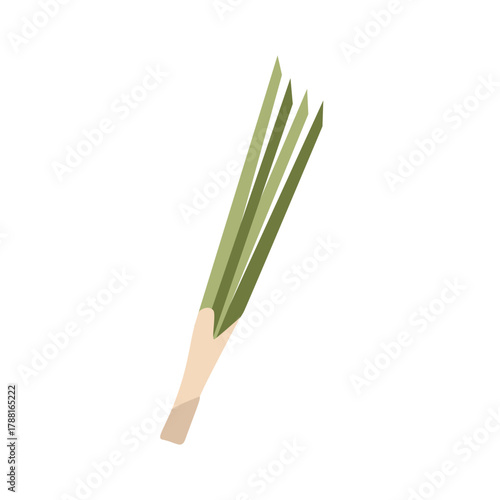 Fresh Lemongrass Stalk Illustration. Organic Lemongrass Stems. Aromatic Lemongrass Herb. Fresh Lemongrass Stalks.
