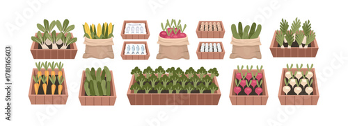 Assortment of Fresh Farm Vegetables in Market Displays. Farmer market product. Sack of vegetable. Vegetable in Wooden box.