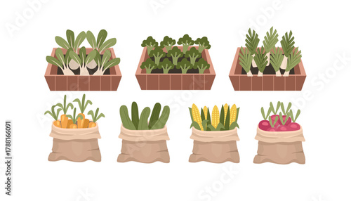 Cartoon Vegetable Garden and Harvested Produce Collection. Vegetable in wooden box. Set of display farmer market box.