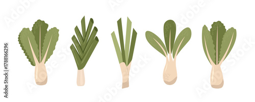 Fresh Green Vegetables Collection. Set of vegetable illustration. Harvest product. Farmer market.