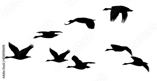 Fotografie Silhouette of wild Canadian geese in flight