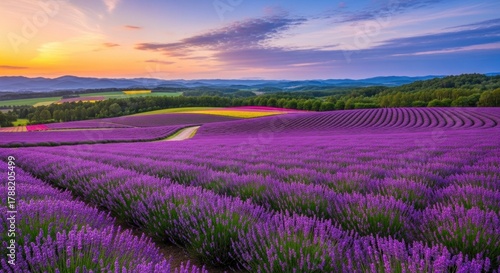Lavender field rows lead to distant hills under a warm, colorful sunset sky