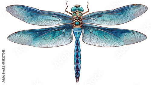 Detailed Vector Drawing of Dragonfly with Blue Tail - Outline Style