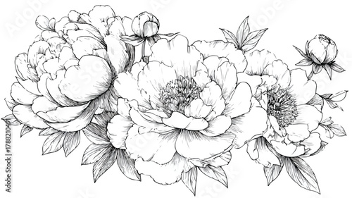 Elegant Peonies and Flowers Collection Vector Drawing