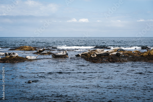 Seals Resting on Coastal Rocks, Sakhalin, Russia