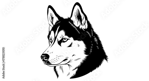 Captivating husky portrait displaying monochrome contrast and precise vector illustration,